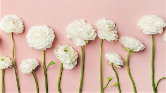 White anunculus flowers with long stems against light pink background