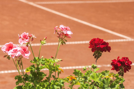 Geraniums are in the foreground against a background of a red clay tennis court.