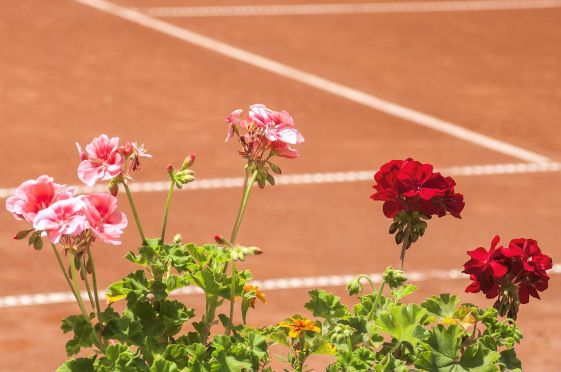Geraniums are in the foreground against a background of a red clay tennis court.