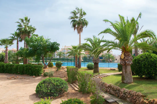 Pickleball courts surrounded by palm trees.